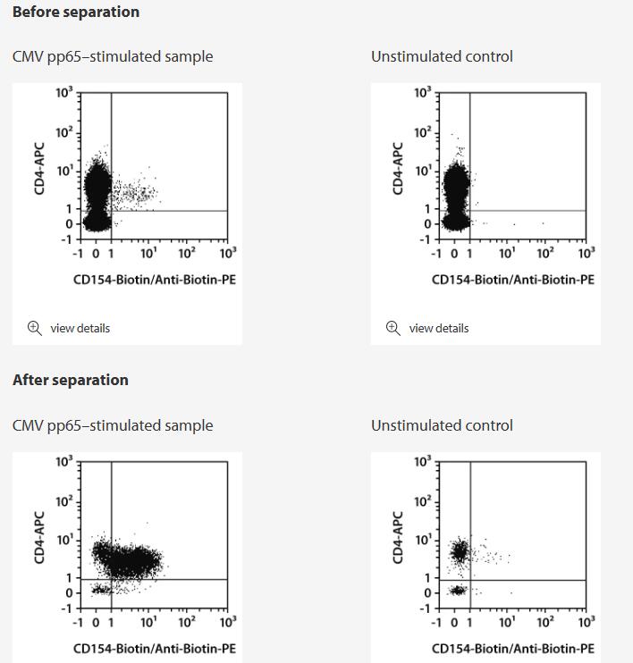 CD154+ T cells were isolated from human PBMCs of a CMV+ donor using the CD154 MicroBead Kit, two MS Columns, and a MiniMACS Separator. PBMCs were stimulated for 16 hours with PepTivator CMV pp65, a CD40 blocking-antibody was added during the stimulation to prevent down-regulation of CD154. Subsequently, CD154+ cells were separated using the CD154 MicroBead Kit. Cells were fluorescently stained with Anti-Biotin-PE and CD4 (VIT4)-APC (# 130-092-374) to detect CD154+ cells. Cell debris and dead cells were excluded from the analysis based on scatter signals and propidium iodide fluorescence.